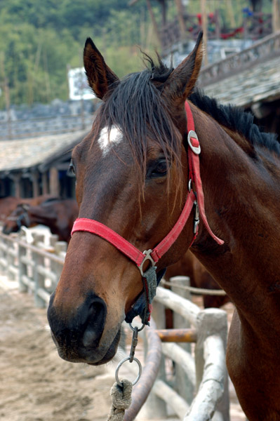 Zadbany koń