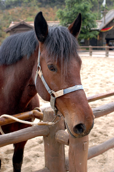 Konik