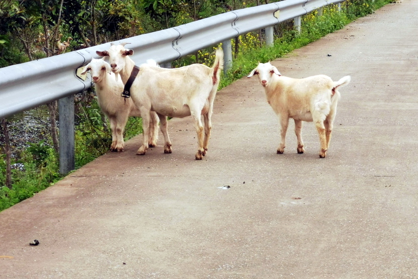 Goats in Hunan Province - photos from China