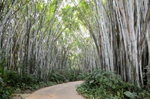 Bambusowy las w Guangzhou