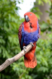 Kolorowa papuga