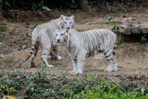 Białe tygrysy w Chinach