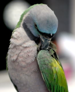 Papuga