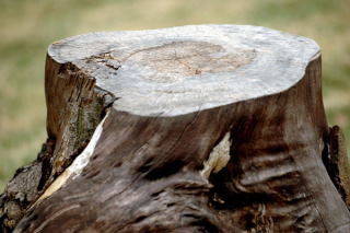 Pień