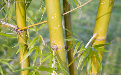 Łodygi typowo chińskiego bambusa